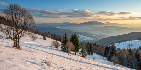 Winter Carpatian mountain sunrise landscape with snowy hills and pine trees