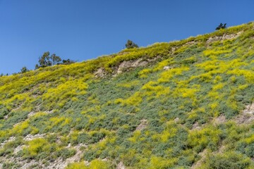Wildflowers on the hillside in April. La Conchita, Ventura County, California. Red Mountain(Santa Ynez Mountains). coastal terrace. U.S. Route 101, or U.S. Highway 101 (US 101)
