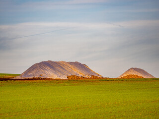 Fototapeta premium Geerntete Zuckerrüben auf einem Feld