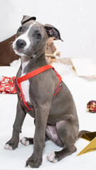 Gray Pitbull puppy with a white chest posing on a white background, surrounded by a Christmas tree,...