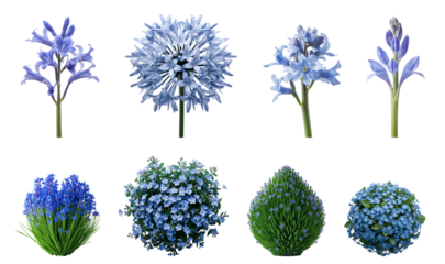 beautiful bush of garden Scilla isolated on a transparent background