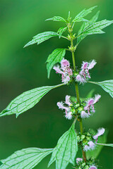 closeup of motherwort