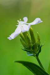 closeup of soapwort white flower on green background