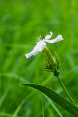 closeup of soapwort white flower on green background
