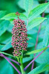scarlet sumac