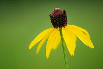  gray-headed coneflower