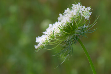 side view of Queen Anne's Lace