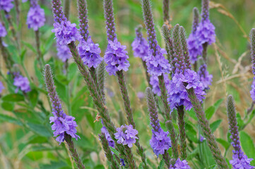 hoary verbena cluster