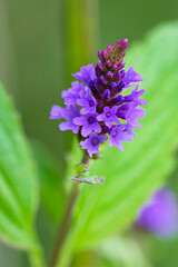 American vervain closeup