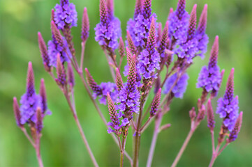 American blue vervain