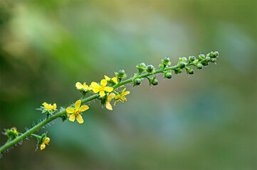 yellow flowers on a green background