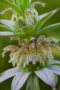 closeup of eastern horsemint