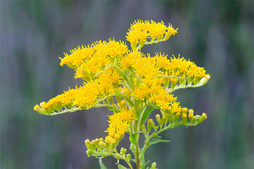 yellow flower on a green background