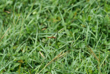 Dragonfly taking a break on a branch surrounded by grass in daylight
