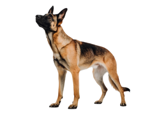 German Shepherd Dog in Alert Pose, Isolated Cut Out Watchful and Loyal Canine Portrait
