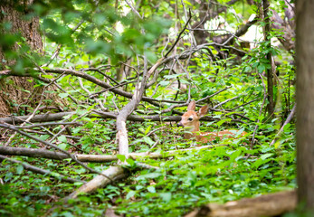 A young White-tailed Deer fawn hiding in the forest