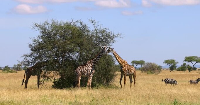 Giraffes and zebras are freely roaming in the plains of Serengeti National park, Tanzania.