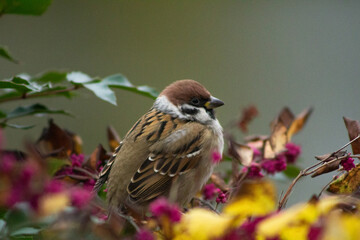 Sparrow close-up. Sparrow perch. Sparrows in the bushes. Berry branch. Urban wildlife. Soft plumage. Quiet moment. Subtle motion. Birdwatching. Nature pause. Cold season. Wild detail. Living contrast