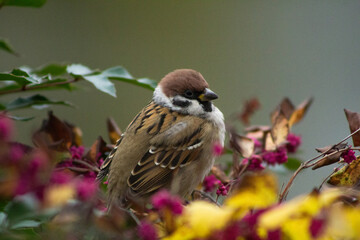 Sparrow close-up. Sparrow perch. Sparrows in the bushes. Berry branch. Urban wildlife. Soft plumage. Quiet moment. Subtle motion. Birdwatching. Nature pause. Cold season. Wild detail. Living contrast