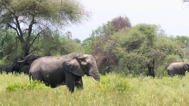 African elephants freely roaming in Tarangire National Park Tanzania on savanna lands in Africa.