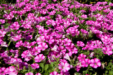 Vibrant Pink Petunia Flower Bed in Full Bloom