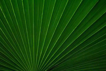 Obraz premium Plant background. Wallpaper. Plant wallpaper. Dark theme. Leaves. Wildlife. Dark tropical foliage. Tropical palm leaf close-up. Jungle leaves dark aesthetic. Palm frond in low light