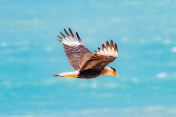 aves bird passaros nature vida