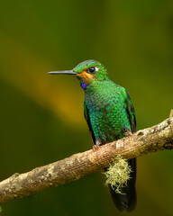 Fototapeta premium Close-up of vibrant green tropical bird on branch