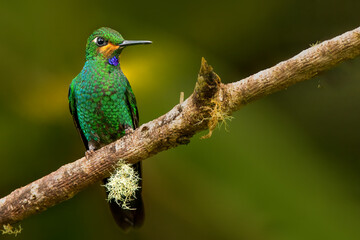 Close-up of vibrant green tropical bird on branch