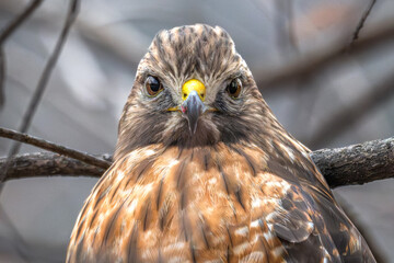 Portrait of a red-shouldered hawk perched in a tree.