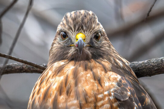 Portrait of a red-shouldered hawk perched in a tree. - Powered by Adobe