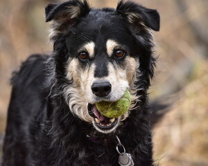 portrait of a black dog,  nature, portrait, dog
