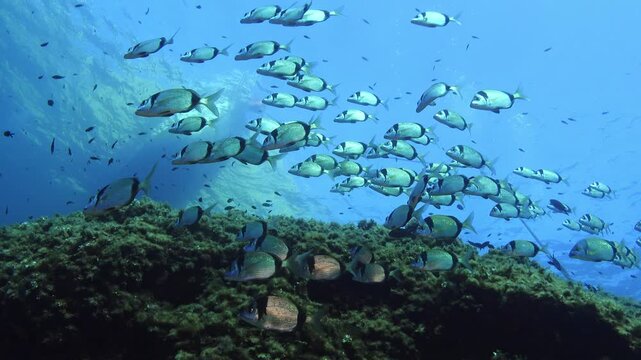 Mediterranean Sea life - Two banded bream fish shoal in shallow water