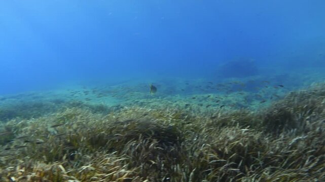 Little jackfish chasing a boops boops fish batball