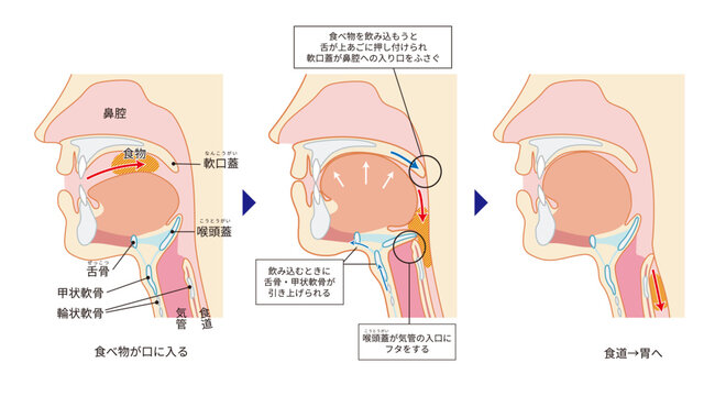 咽頭と喉頭から気管と食道までがわかる人物の横断面図