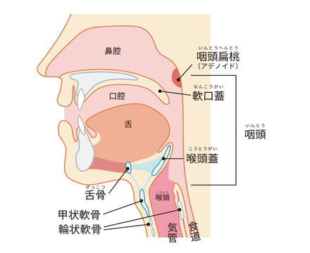 咽頭と喉頭から気管と食道までがわかる人物の横断面図