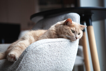 A cat lies on a soft chair in a living room. It looks relaxed with its head resting on the edge. Sunlight is coming in through the window during the day