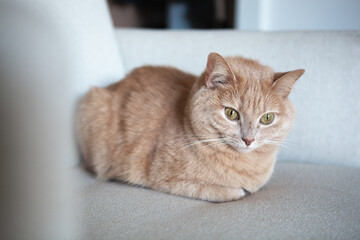 A cat with orange fur is lying on a light couch in a living room. The room has soft lighting coming from a window. The cat appears calm and relaxed as it rests
