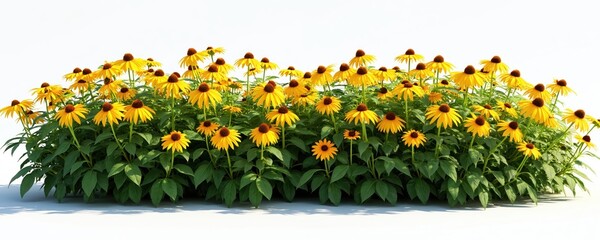 Field of bright yellow flowers with dark centers bloom in summer. Green stems and leaves grow from plants on a white backdrop. This floral growth adds natural beauty.