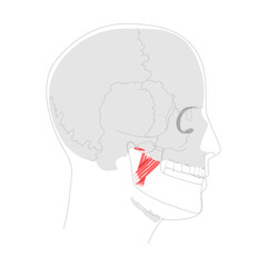 Lateral Medial pterygoid - Human chewing muscle depicted in diagram, facilitates mandibular protrusion and lateral movement, vital for jaw opening, clinical study, and dental education