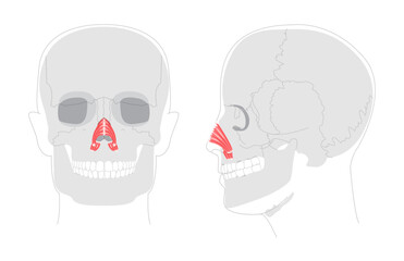 Nasalis transverse alar part - Nasal muscle section compressing nostrils, depicted in detailed chart key in nasal function, medical education, and anatomical study.
