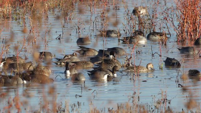 Closeup of Pintail Ducks in a marsh in autumn at Bosque del Apache National Wildlife Refuge in New Mexico
