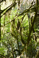 Hanging moss drapes from tangled forest branches along Robe Canyon Trail in Washington, creating a humid, lush, and immersive temperate-rainforest canopy.