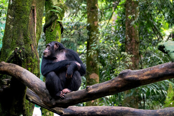 Chimpanzee Resting on Branch in Lush Rainforest