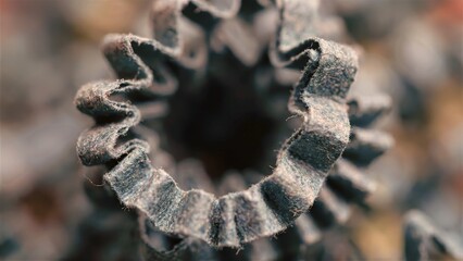 Close-Up Dried Plant Spiral Nature Macro View