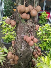 Bunches of Kepel or Stelechocarpus burahol fruits grow directly on the tree trunk