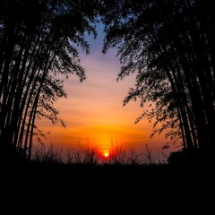 Silhouetted bamboo grove frames a vibrant sunrise, displaying a peaceful and tranquil scene.