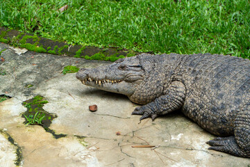 Obraz premium Crocodile Resting on Stone Slab, Wildlife Portrait