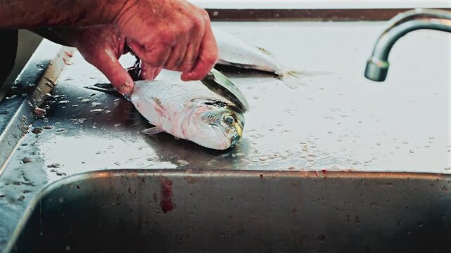 Hands of a fishmonger vigorously cleaning and scaling a fish at a stainless steel sink, water splashing around in a busy market preparation scene