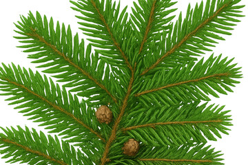 Fototapeta premium Evergreen fir branch with green needles and two small brown pine cones, festive winter nature on transparent background